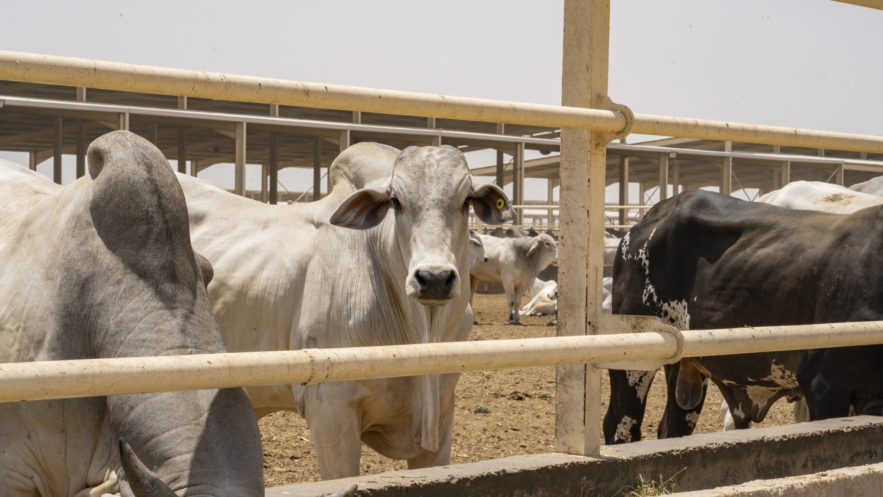 Iraq Farms Rivers Gallery – IRAQ Farms