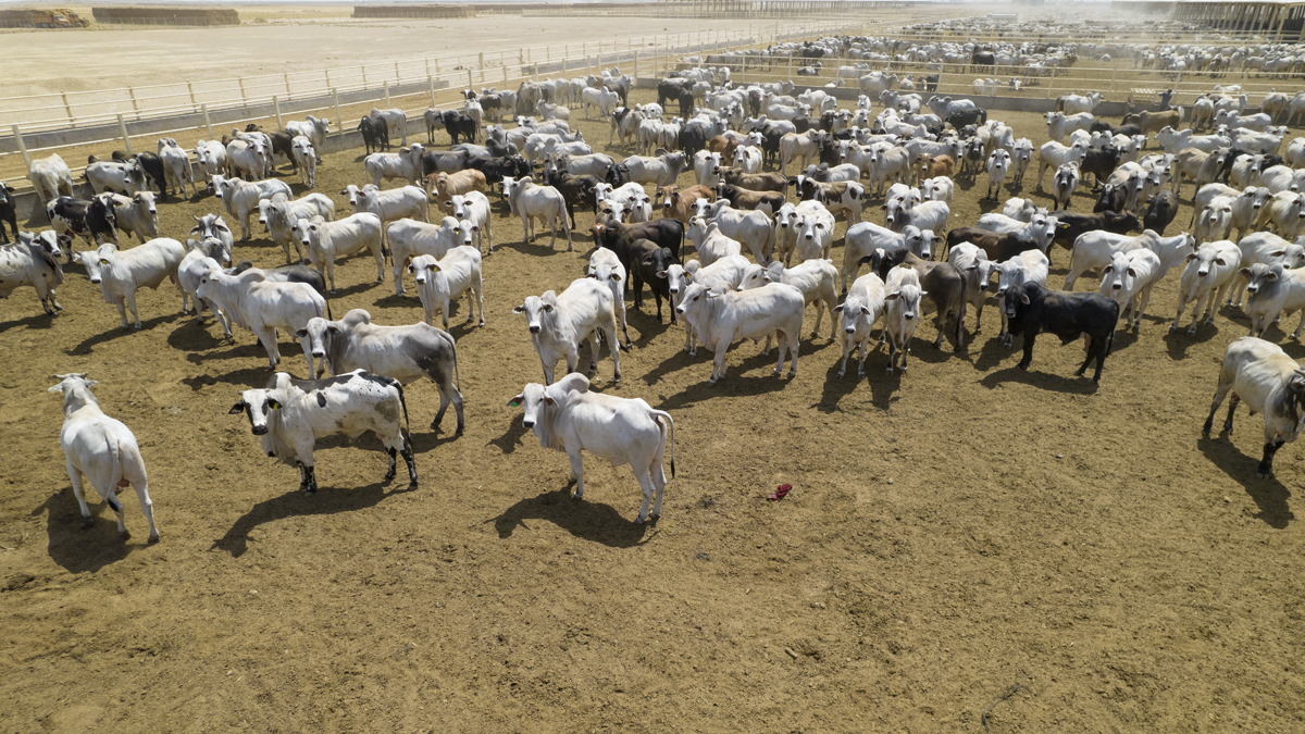 IRAQ Farms post thumbnail image